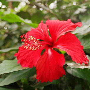 TamanNegara-red-flower