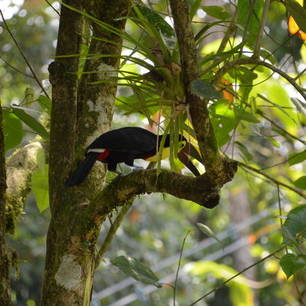 Selva-Verde-Lodge-Birdwatching-tour-27(7)