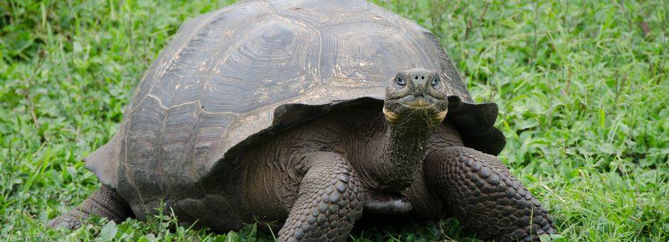 Landschildpad op Galapagos