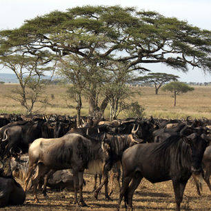 Kenia-Masai-Mara-Migratie_1_390760