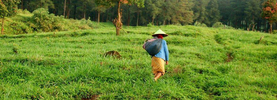Indonesie-local-rijstvelden