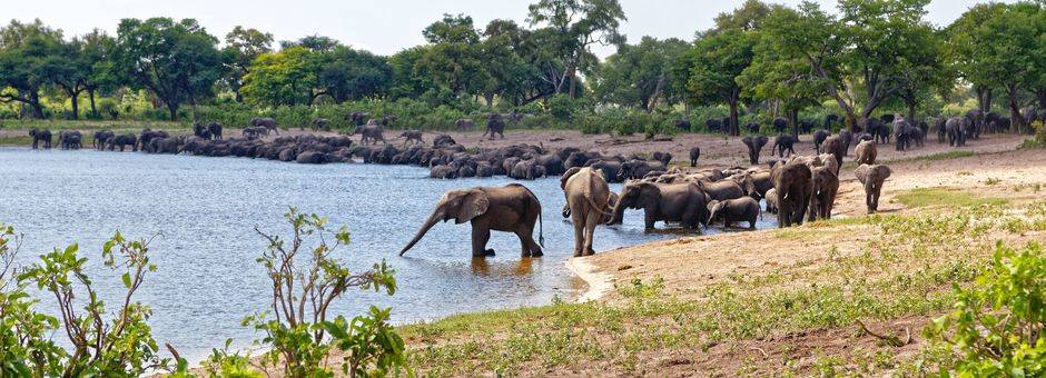 Caprivi Strook Nambwa Tented Camp elephants herd on river2(11)
