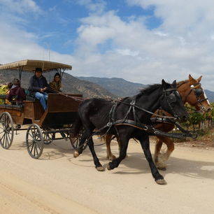 Chili-Colchagua-Vallei-koets-paarden