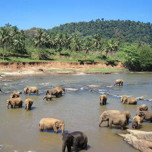 Sri-Lanka-Yala-National-Park-olifanten_1_441920