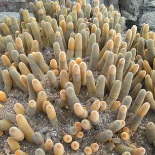Cactussen in het landschap van de Galapagoseilanden