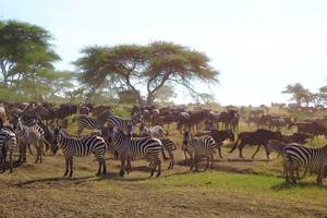 Tanzania-Serengeti-Migratie