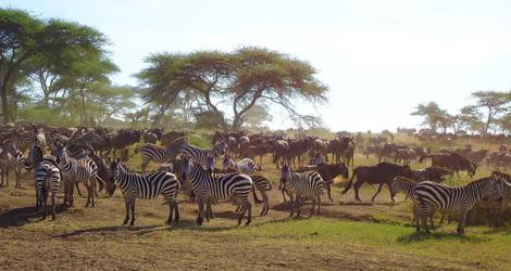 Tanzania-Serengeti-Migratie