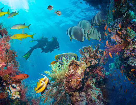 Malediven-onderwaterwereld(2)