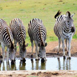 Addo-Elephant-Park-zebra