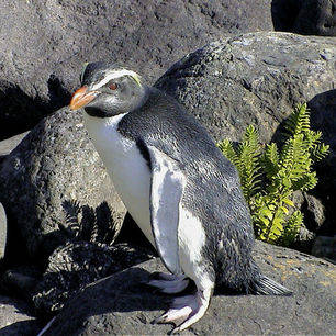 Nieuw-Zeeland-Milford-Sound-Pinguin