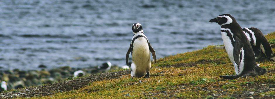 Chili-Isla-Navarino-Pinguins