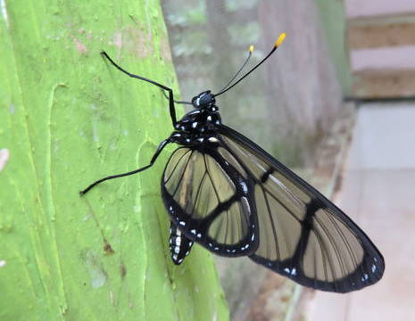 Ecuador-Mindo-vlinder