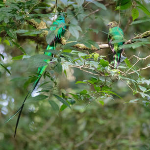 Quetzal-2-Monteverde(6)
