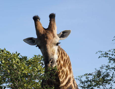 Kenia-Amobeseli-Giraffe