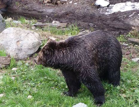 Canada-Vancouver-Grouse-Mountain-Grizzly