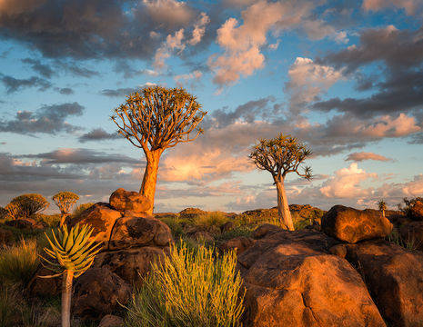 Namibia-QuiverTreeForest(12)