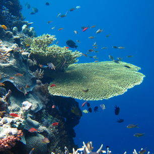 Onderwaterwereld van Menjangan, Bali