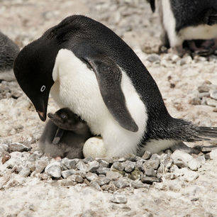 Antarpply-bayb-pinguin-Claudio-Suter