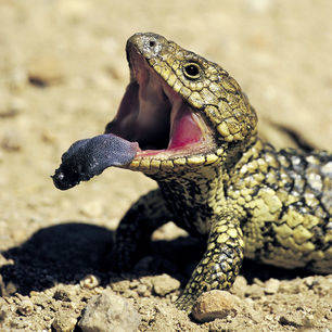 Australie-Flinders-Ranges-Blue-tongued lizard