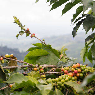 Koffie is de belangrijkste bron van inkomsten in Colombia
