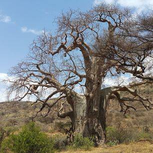 Tanzania-Ngorongoro-baobab(2)