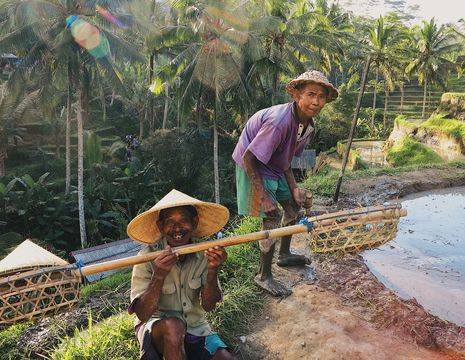 Locals op de rijstvelden van Ubud, Bali