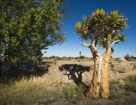 Kokerbomen in het Noorden van Zuid-Afrika, Kgalagadi Transfrontier Park