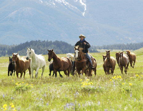Amerika-Verenigde-Staten-Glacier-National-Park-Herding-horses
