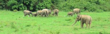 Wilde olifantensafari in Thailand