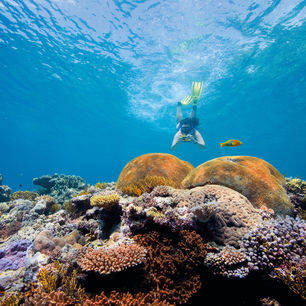 Australie-Great-Barrier-Reef-onderwaterwereld-snorkelen_1_560383