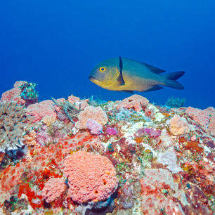 Indonesie-Lombok-onderwater55