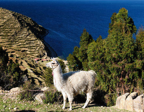 Bolivia-Titicacameer-alpaca-uitzicht_1_356372