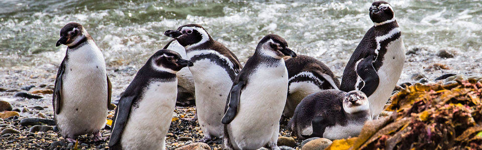 Pinguïns spotten