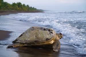 Tortuguero-NP-3-zeeschildpad