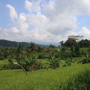 indonesie-bali-jatiluwih-rijstvelden1