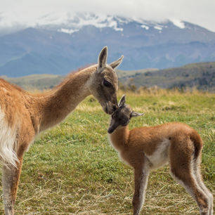 Chili-Torres-del-Paine-baby-guanaco-chulengo-and-its-mother
