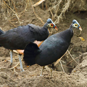 Sulawesi-Kotamobagu-Maleo vogel(8)