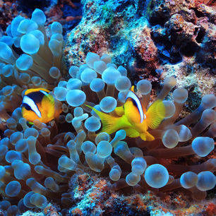 Indonesie-Sulawesi-Bunaken-onderwater5_1