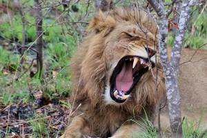 Zuid-Afrika-Krugerpark-Leeuw1