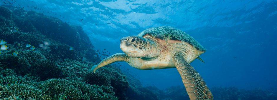 Een zeeschildpad gespot in de wateren bij Bunaken