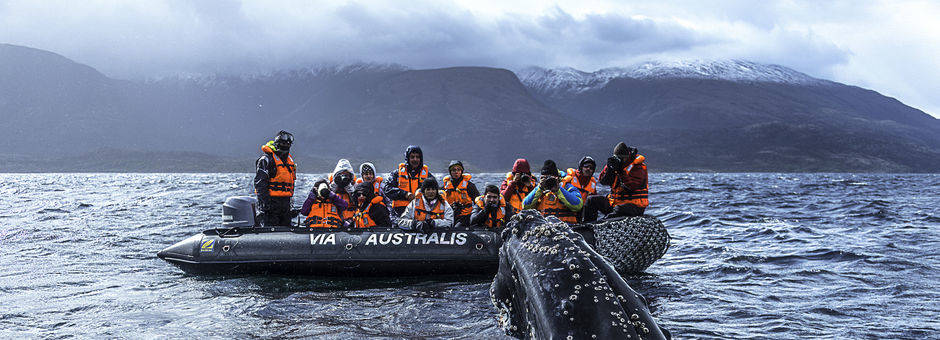 Walvissen zo dichtbij de zodiac tijdens de Cruise met de Australis, Chili