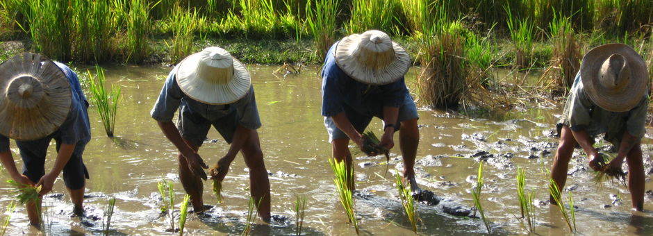 Thailand-Chiangmai-rijstplantjes(13)
