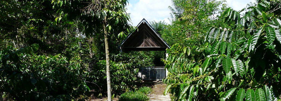 Sumatra-Pagaralam-Groene-Natuur_1_406123