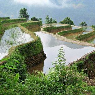 Vietnam-Ha-Giang-rijstterrassen
