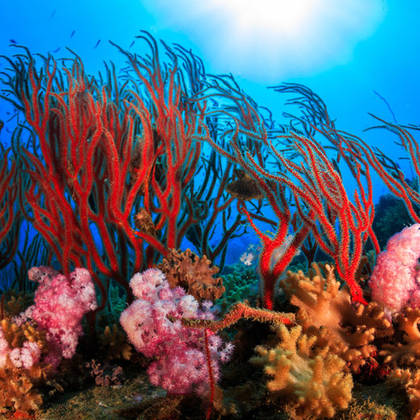Kleurrijke onderwaterwereld bij Koh Phi Phi