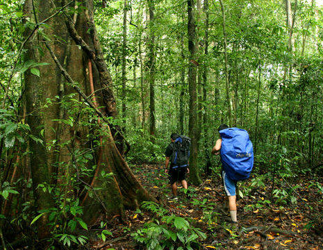 Hiken in het Mulu National Park op Sarawak