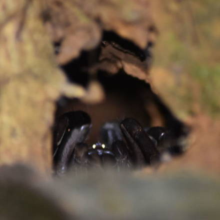 Tarantula tijdens de nighttour nabij Corcovado National Park - Costa Rica