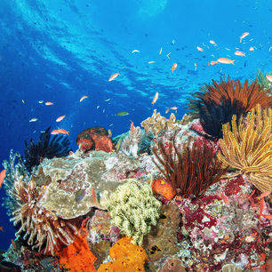 Indonesie-Molukken-Nusa-Laut-onderwaterwereld