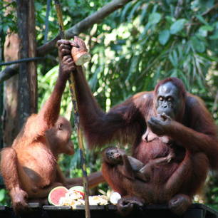 Maleisische etende orang-oetans(8)