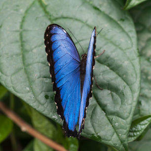 Bolivia-Blue-morpho-vlinder